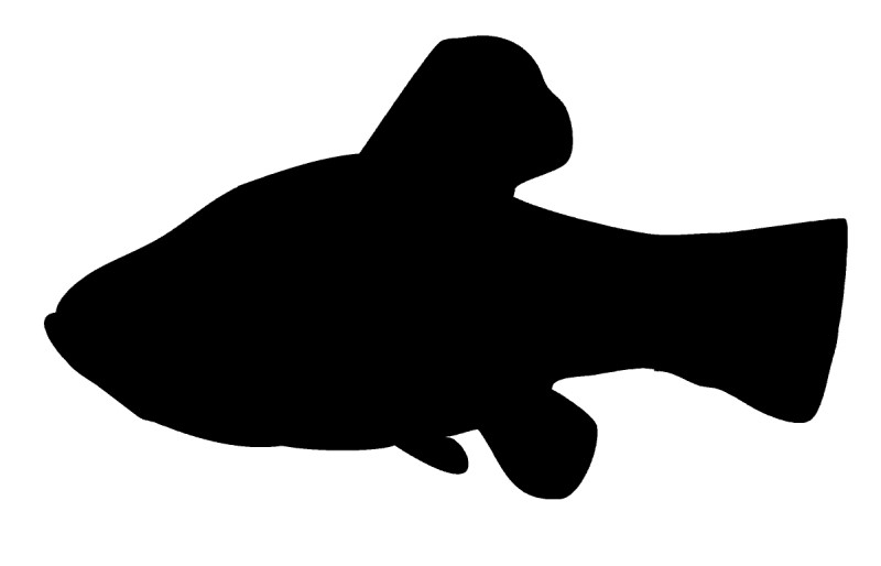 Pupfish silhouette.